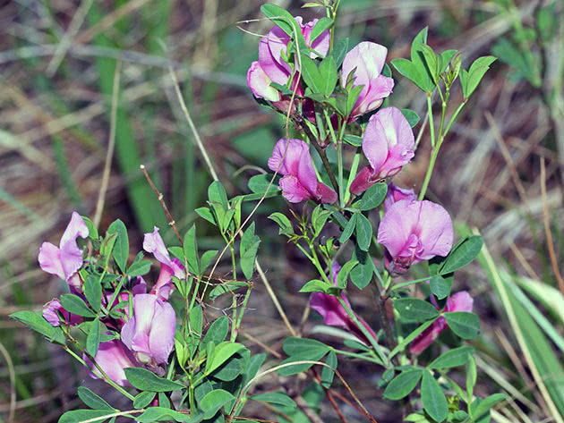 Ракитник пурпурный (Chamaecytisus purpureus = Cytisus purpureus)