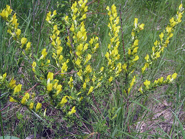 Ракитник регенсбургский (Chamaecytisus ratisbonensis = Cytisus ratisbonensis)