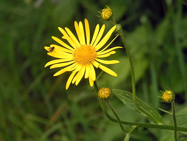 Дороникум австрийский (Doronicum austriacum)
