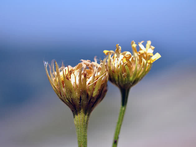 Дороникум алтайский (Doronicum altaicum)
