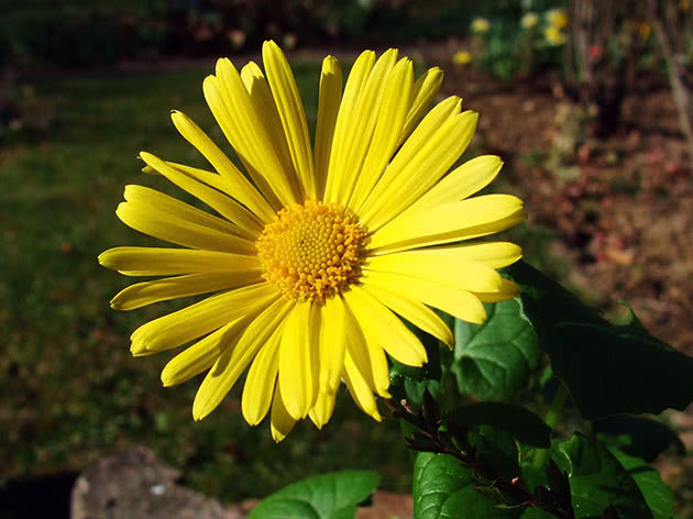 Дороникум восточный (Doronicum orientale)