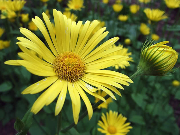 Дороникум Колонны (Doronicum columnae)