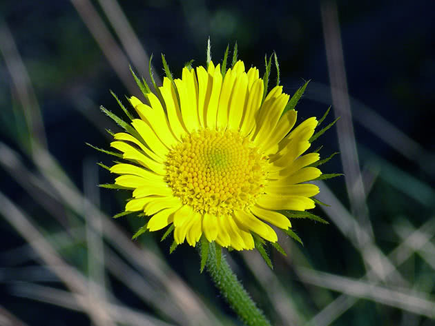 Дороникум подорожниковый (Doronicum plantagineum)