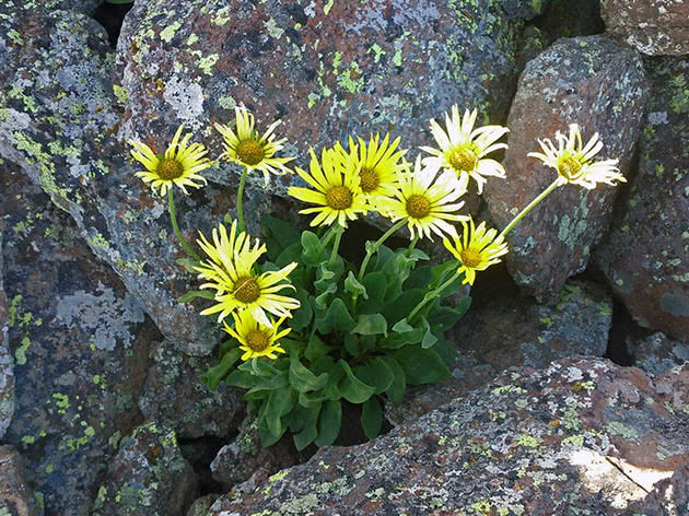 Дороникум продолговатолистный (Doronicum oblongifolium)