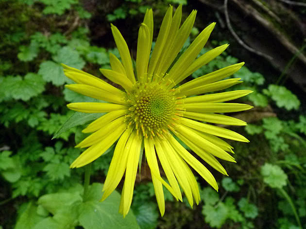 Дороникум туркестанский (Doronicum turkestanicum)
