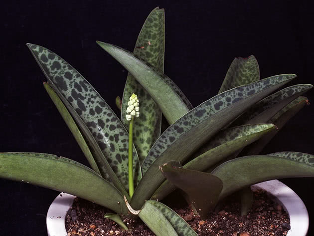 Дримиопсис Кирка (Drimiopsis kirkii)
