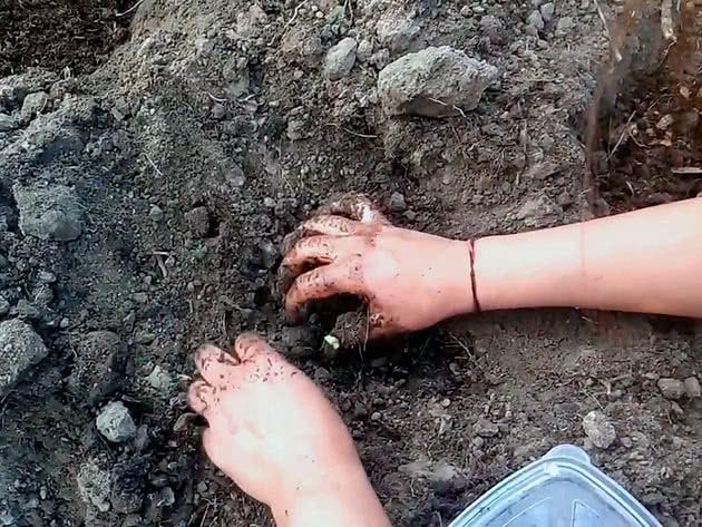 Как сажать дыни