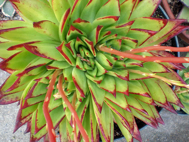 Эхеверия агавовидная (Echeveria agavoides)