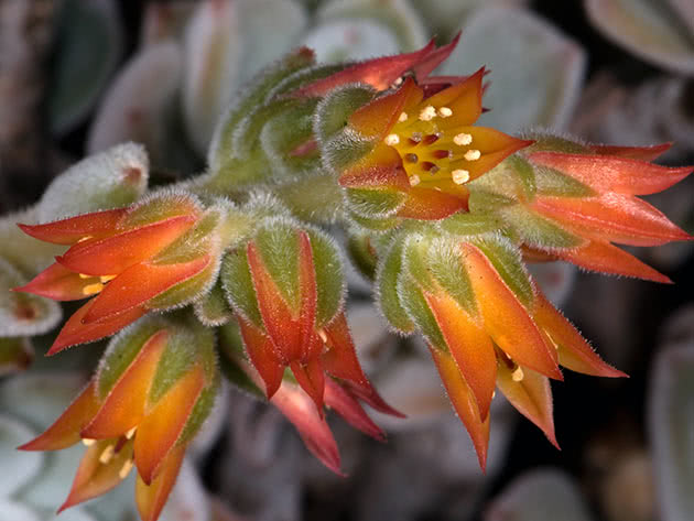 Эхеверия беловолосистая (Echeveria leucotricha)