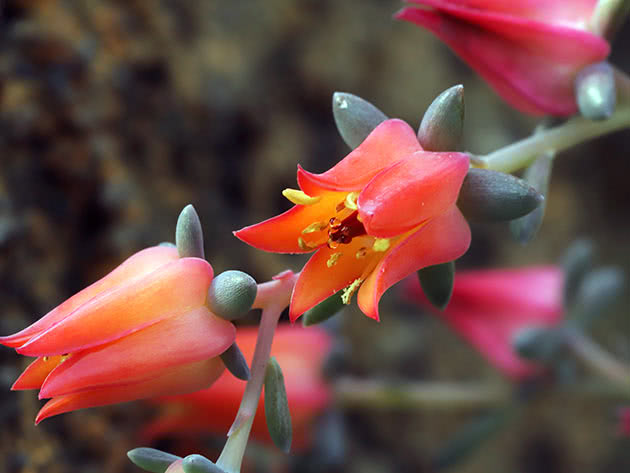 Эхеверия Гармса (Echeveria harmsii)