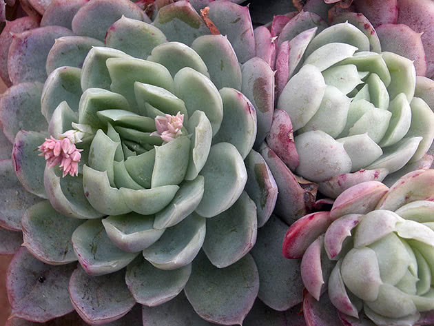 Эхеверия изящная (Echeveria elegans)