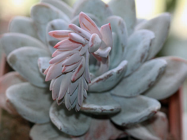 Эхеверия Лау (Echeveria laui)
