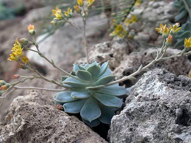 Эхеверия многостебельчатая (Echeveria multicaulis)