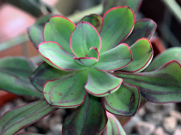 Эхеверия узелковая (Echeveria nodulosa)