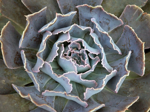 Эхеверия Шо (Echeveria shaviana)