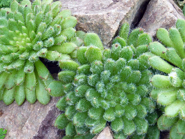 Эхеверия щетинистая (Echeveria setosa)