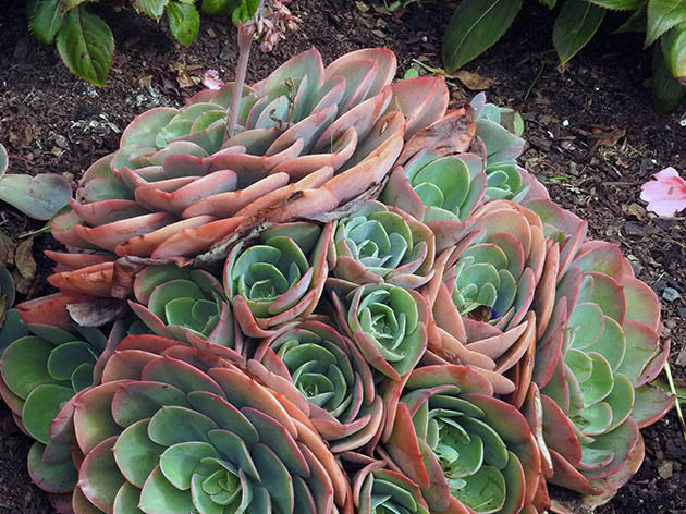 Эхеверия черепитчатая (Echeveria × imbricata)
