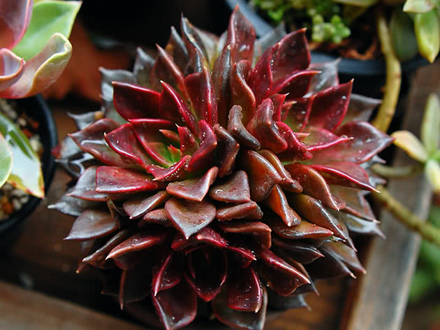 Эхеверия Черный принц (Echeveria Black Prince)