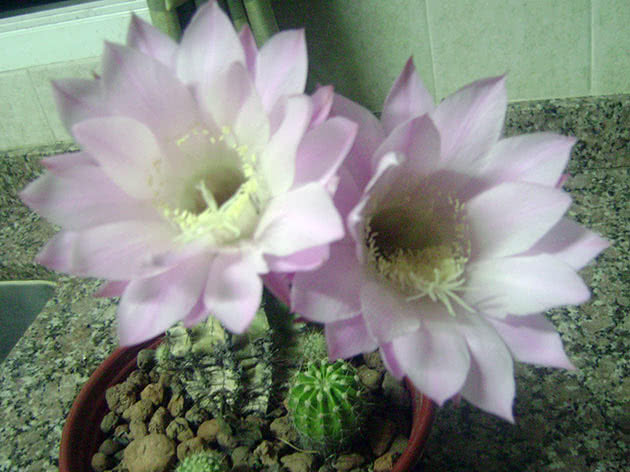 Эхинопсис острогранный (Echinopsis oxigona)