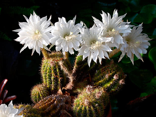 Эхинопсис Эйриеза (Echinopsis eyriesii)