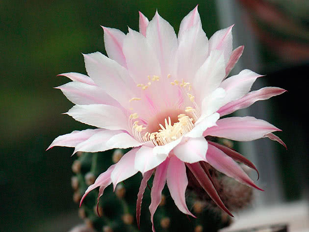 Эхинопсис трубкоцветный (Echinopsis tubiflora)