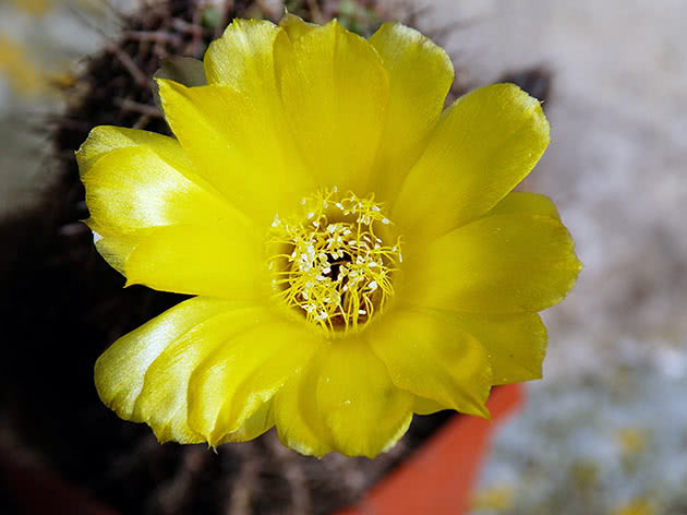 Эхинопсис крючконосный (Echinopsis ancistrophora)