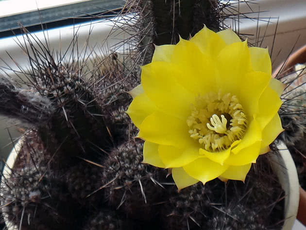 Эхинопсис золотистый (Echinopsis aurea)