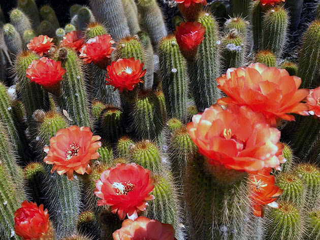 Эхинопсис Хуаша (Echinopsis huascha)