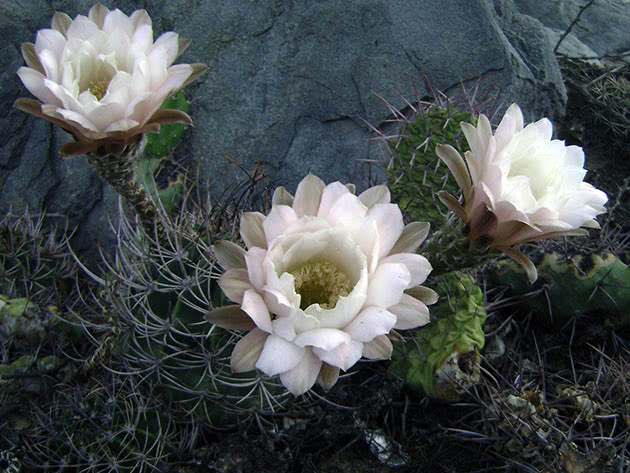 Эхинопсис белоцветковый (Echinopsis leucantha)