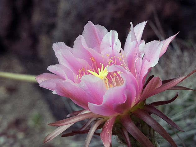 Эхинопсис мамиллоза (Echinopsis mamillosa)