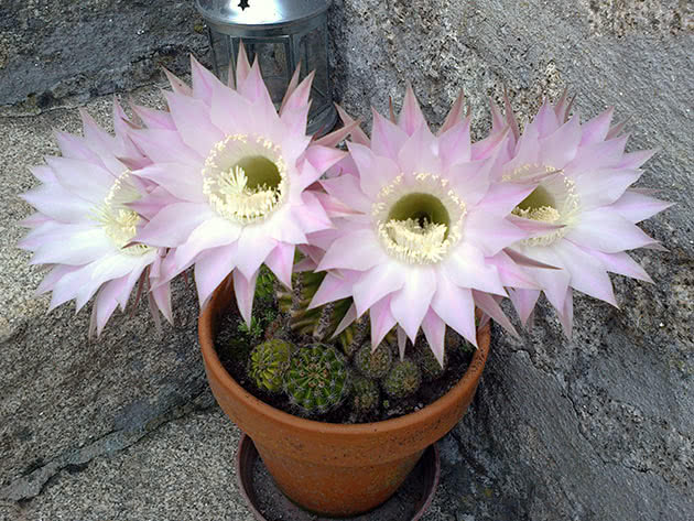 Эхинопсис многораздельный (Echinopsis multiplex)