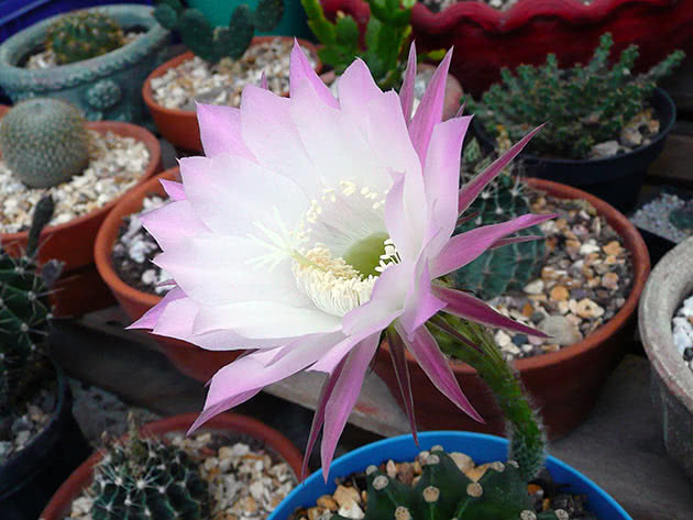 Эхинопсис субденудата (Echinopsis subdenudata)