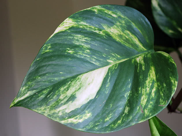 Эпипремнум золотистый (Epipremnum aureum)