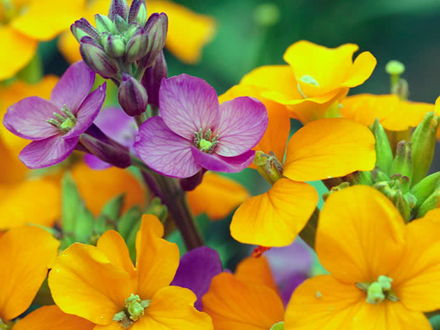 Желтушник Аллиони (Erysimum х allionii = Cheiranthus х allionii)