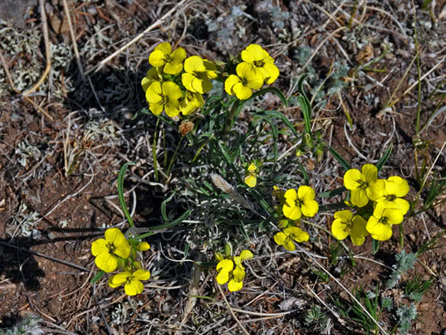 Желтушник желтый (Erysimum flavum)