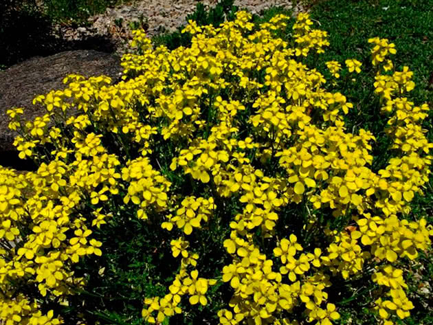 Желтушник красивенький (Erysimum pulchellum)