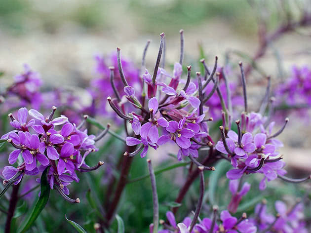 Желтушник Палласа (Erysimum pallasii)