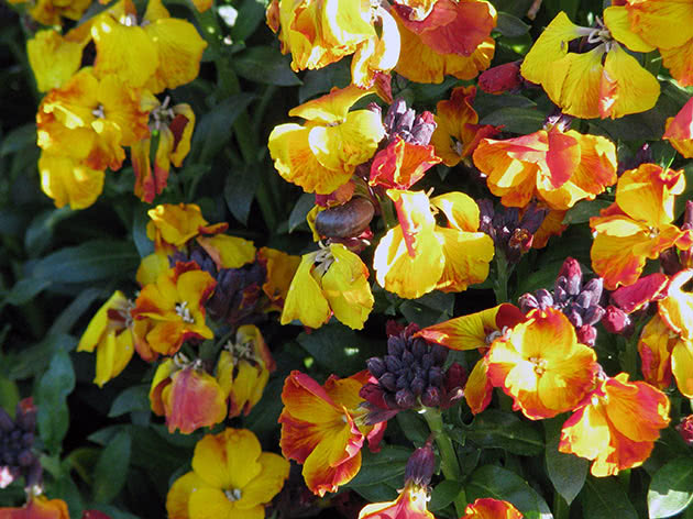 Хейрантус Чери, или Лакфиоль (Cheirantus cheiri = Erysimum cheiri)
