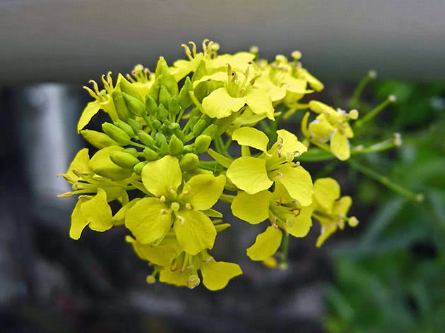 Желтушник левкойный (Erysimum cheiranthoides)