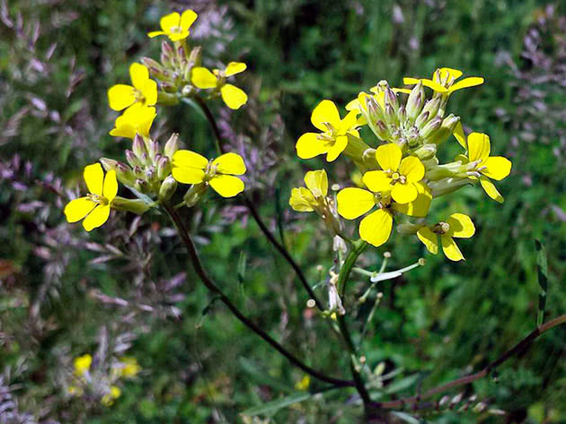 Желтушник раскидистый (Erysimum diffusum),