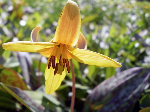 Эритрониум американский (Erythronium americanum = Erythronium angustatum = Erythronium bracteatum)