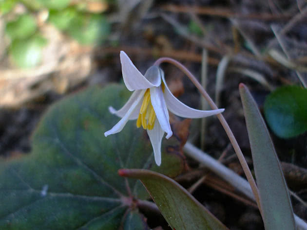 Эритрониум беловатый (Erythronium albidum)