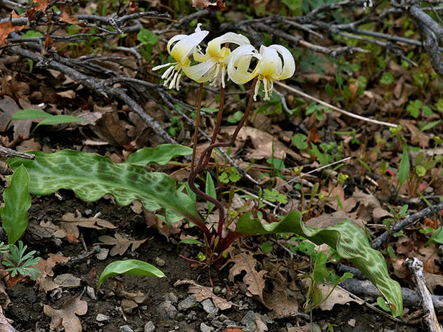 Эритрониум многостебельный (Erythronium multiscapoideum = Erythronium hartwegii)