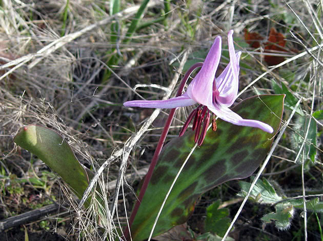 Эритрониум Гендерсона (Erythronium hendersonii)