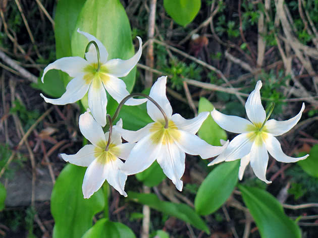 Эритрониум горный (Erythronium montanum)