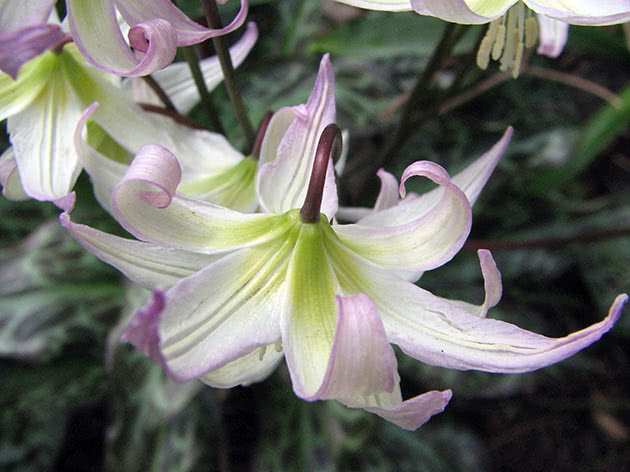 Кандык лимонно-желтый (Erythronium citrinum)