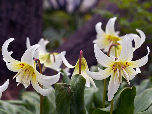 Эритрониум калифорнийский (Erythronium californicum)