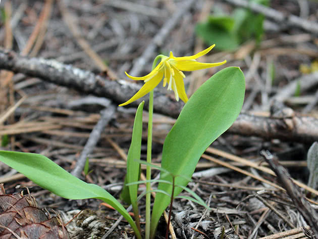 Кандык крупный (Erythronium grandiflorum)