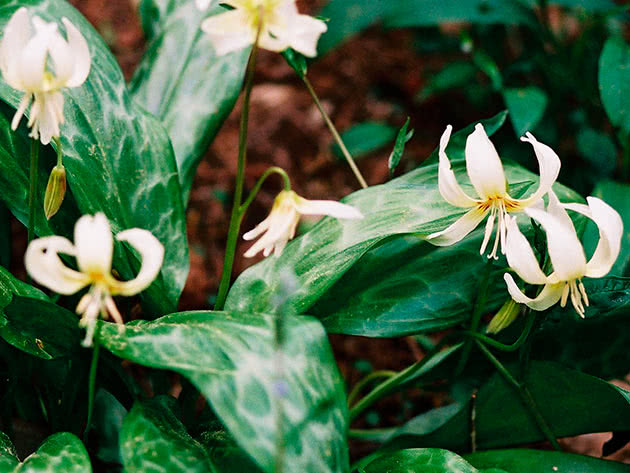 Эритрониум орегонум (Erythronium oregonum)