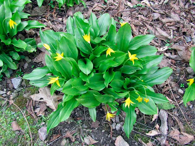 Эритрониум туолумнийский (Erythronium tuolumnense)